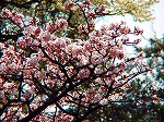 20070323 08.jpg